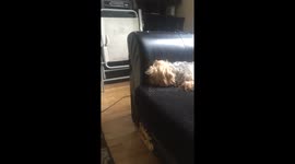 Cooling the dog down with the hoover