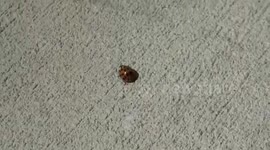Flight of the Ladybug (Harmonia axyridis)