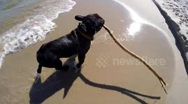 Funny dog swimming