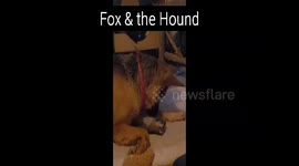 Fox & the Hound