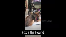 Baby Fox and the Hound