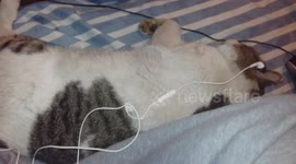 Cat listens to Justin Bieber to relax
