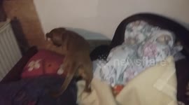My dog try to hide food in the room