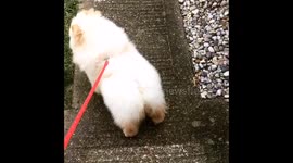 Twerking chow puppy