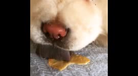 Dog licking crisp