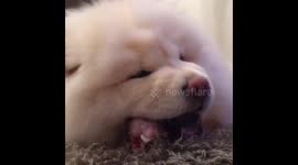 Chow chow eating a pork chop!