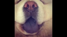 Dog panting (sounds like a steam train)