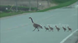 Mother goose helps her babies across the road