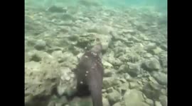 Otters are so graceful under water!
