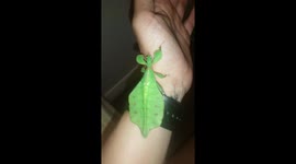 Holding the beautiful Australian Leaf insect