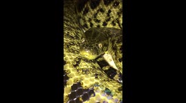 Anaconda close up