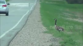 Mother goose helps her babies across the road
