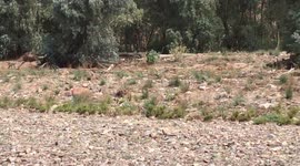 Emus on The Run