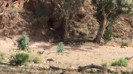 Speedy Emus