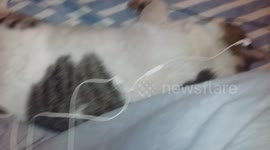Cat listens to Justin Bieber to relax