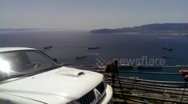 Cheeky monkey steals my Iron Man cap in Gibraltar