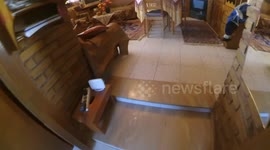 Guilty dog