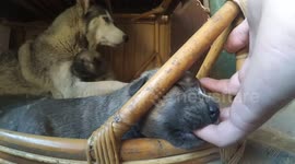 puppy eat my finger