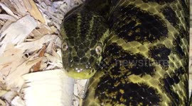 Close-up footage of a slithering anaconda