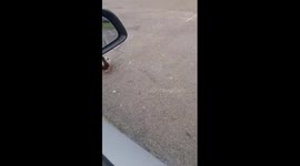 Funny Mallard Male Duck Gets on the Car and Bangs on Roof Comedy