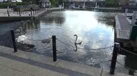Ten Baby Swans Become Nine Flirting With Death.