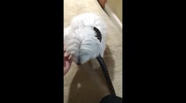 Anaconda and dog become 'best friends'