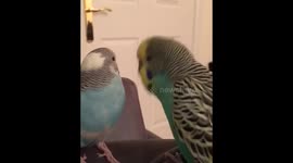 Reggie the budgie talking to Buster the baby budgie