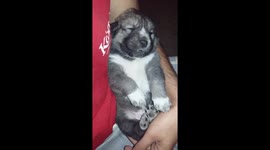 Husky puppy falling asleep in my hug