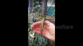 Giant Australian Grasshopper