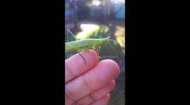 Beaitiful katydid cleaning her feet