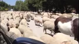 Right of way