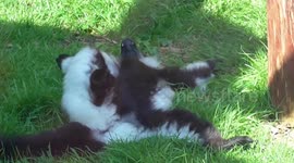 Ruffed lemur looking very relaxed in the sun