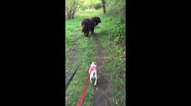 Cute Pug follows Newfoundland - Little and Large!