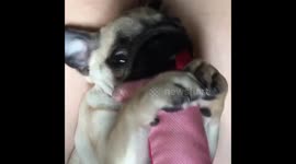 Pug and a pig.
