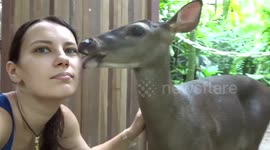 Friendly 'Real-life Bambi' licks woman's face