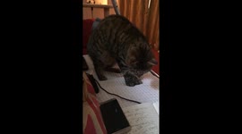 Jackson the cute cat and the killer key ring