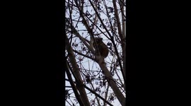 Belle the dog excited about the raccoon in the tree