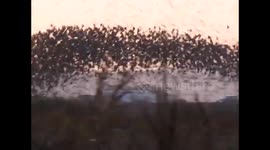 Hundreds of starlings fly in mesmerising murmuration