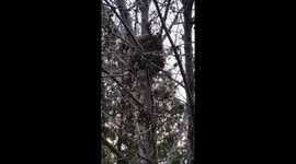 Raccoon climbs down from backyard tree