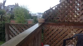 crow takes down a seagull