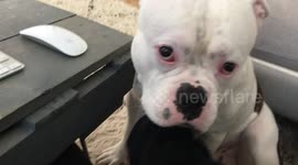 Dobby loves to get his belly scratch and won't let me stop