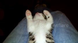 Dreaming kitten wakes up and covers her eyes