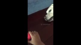 Is this the world's laziest game of catch?