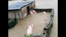 广西玉林市遭遇大暴雨袭击洪水入侵猪圈猪逃跑