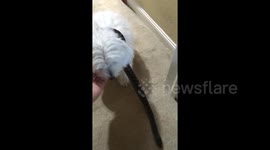 Anaconda and dog become 'best friends'