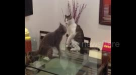 Cat 'choke slams' another cat during fight