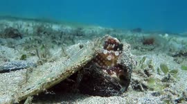 Cute Octopus building a home with a flip flop