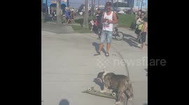 DUPLICATE Dogs rides a skateboard at Venice Beach, California