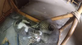 Kitten play with newborn Husky puppy
