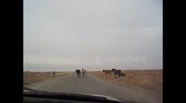Uzbekistan . From  Nukus to Moynaq. Desert views and horses crossing the road.  2015